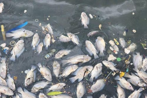 Lấy mẫu xác định nguyên nhân cá chết tại hồ Bồng Sơn