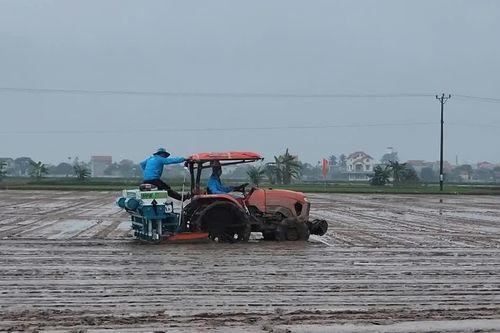 Bài 1: Lúa phát thải thấp – 'Xanh hóa' từ đồng ruộng