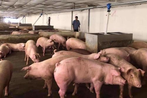 Giá lợn hơi giảm mạnh trong tháng 8