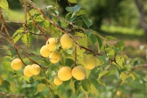Loại quả xưa chín rụng đầy nay thành đặc sản nổi tiếng giá 70.000 đ/kg, trồng một lần thu hoạch nhiều năm, tốt cho sức khỏe