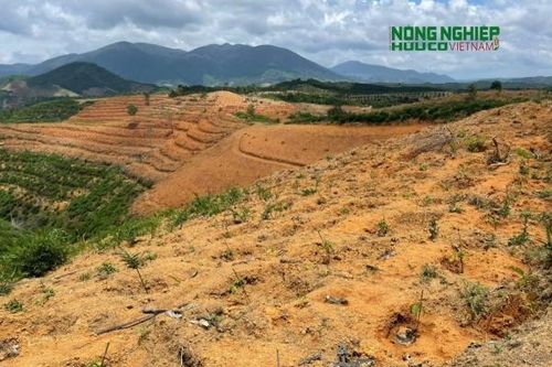 Lâm đồng tăng cường quản lý, bảo vệ rừng tại địa bàn Đơn Dương
