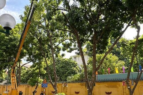 Giữ những mảng xanh trên phố