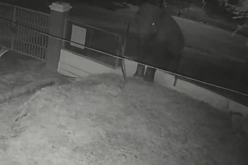 Voi rừng 3 lần phá tường, ngang nhiên 'đột nhập' trường học ở Sơn La