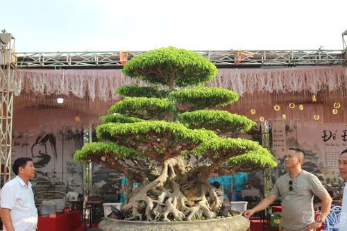 Những 'cụ sanh' trăm tuổi, giá tiền tỷ tại triển lãm cây cảnh mừng Quốc khánh
