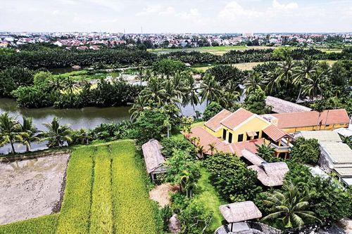 Thanh 'cánh đồng' và triết lý trả nợ cây lúa Hội An