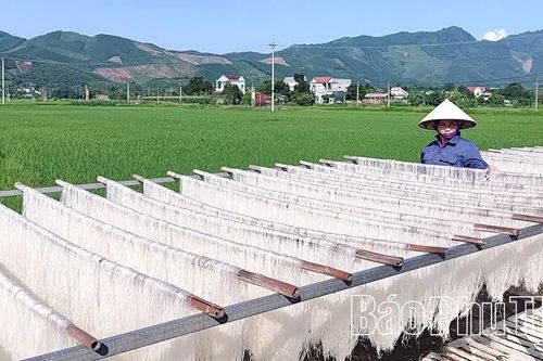 Từ hạt gạo quê đến sản phẩm OCOP