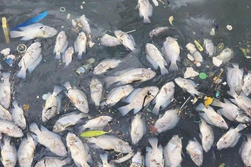 Cá chết hàng loạt ở hồ Bồng Sơn - Hà Tĩnh