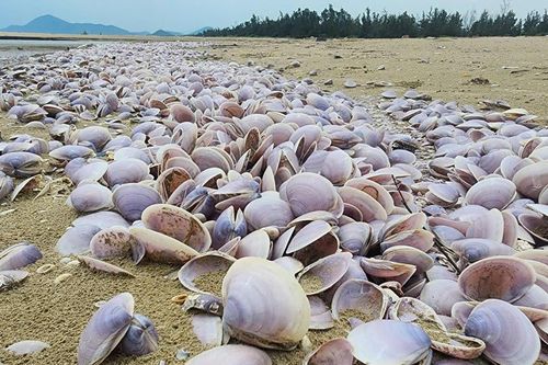 Ngao tím chết hàng loạt dạt vào bờ biển Hà Tĩnh
