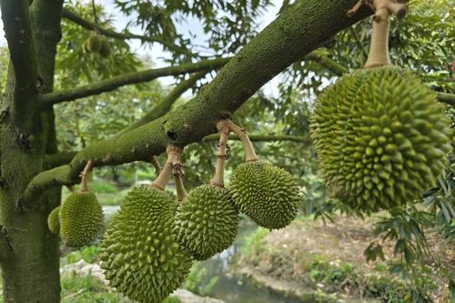 Tin vui cho người trồng sầu riêng
