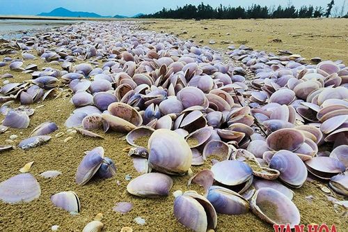 Xác ngao tím phủ dày bãi biển Hà Tĩnh