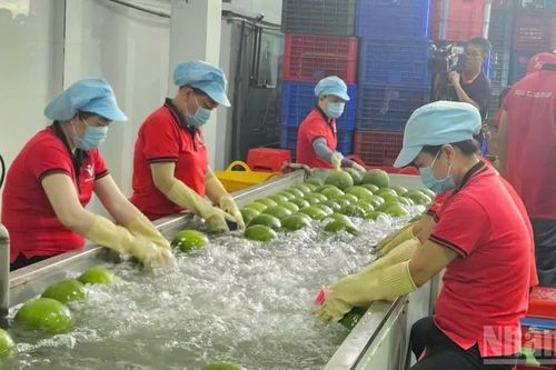 Sản xuất nông, lâm nghiệp và thủy sản tháng 8/2026 và 8 tháng qua duy trì ổn định