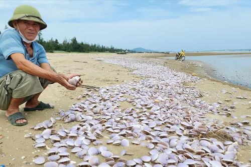 Bạt ngàn vỏ nghêu tím dạt vào bờ biển ở Hà Tĩnh