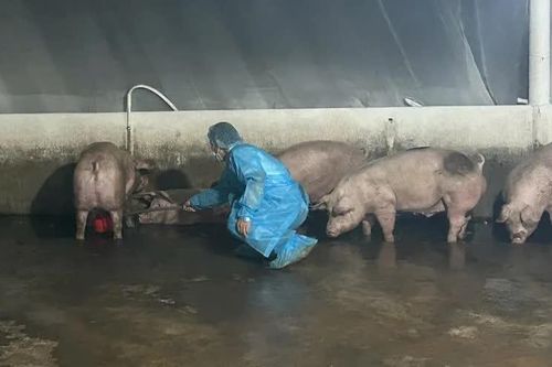 Đồng Nai: Chuyển hồ sơ vụ heo nhiễm chất cấm sang cơ quan công an