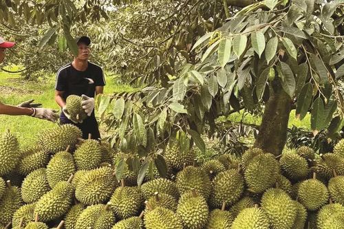 Trung Quốc vừa cấp thêm gần 570 mã vùng trồng sầu riêng Việt Nam