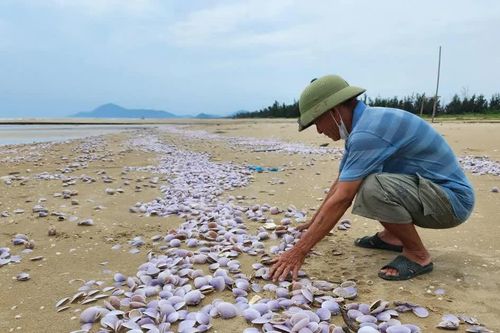 Hàng tấn ngao tím chết dạt vào bờ biển Hà Tĩnh