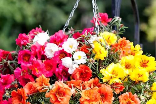 Top 3 cây cảnh hoa nở rực sân, phúc lộc 'gõ cửa'
