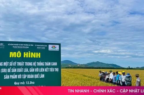 Lúa hữu cơ theo quy trình Quế Lâm mở hướng sản xuất 'xanh' tại Hà Tĩnh
