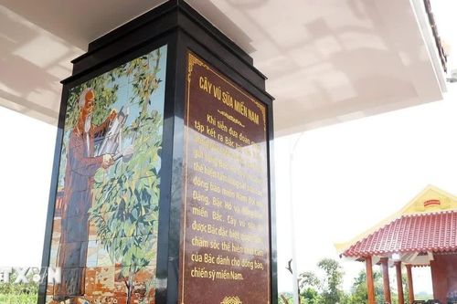 Bia kỷ niệm Bác Hồ với cây vú sữa miền Nam bên dòng kênh Chắc Răng ở Cà Mau