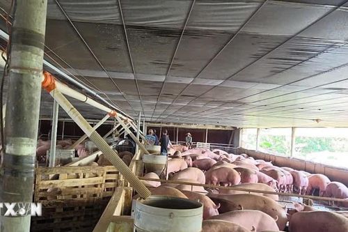Đồng Nai: Chuyển hồ sơ vụ lợn nhiễm chất cấm sang cơ quan công an