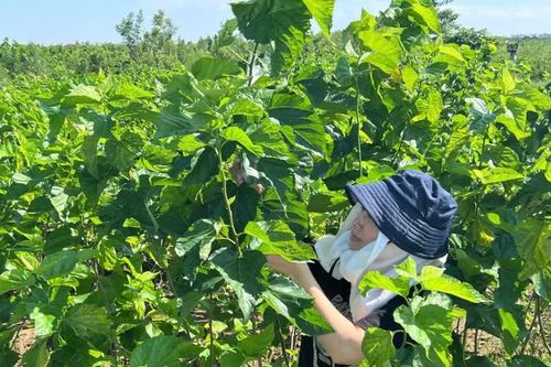 Hưng Yên giữ nghề trồng dâu, nuôi tằm, ươm tơ bên bãi sông Hồng