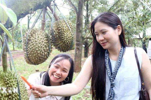 Lễ hội Sầu riêng Đắk Lắk: Khi trái ngọt kể câu chuyện đại ngàn