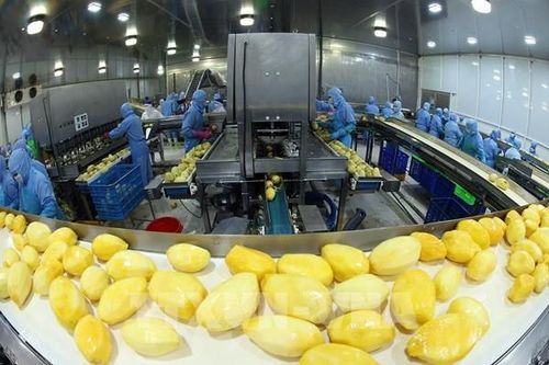 Ra mắt chợ đầu mối nông sản trực tuyến đưa nông sản Việt vào Singapore
