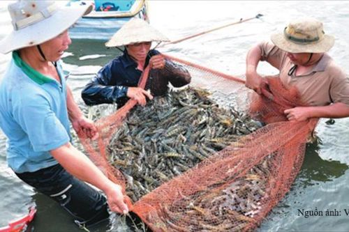 Sản lượng thủy sản 8 tháng tăng 3,8% so với cùng kỳ năm trước