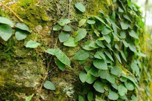 Doanh nghiệp Việt cần chủ động thích ứng với thị trường carbon từ giai đoạn thí điểm