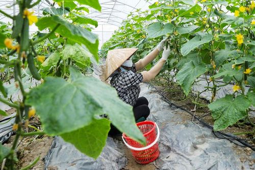 Bắc Ninh phấn đấu 100% mô hình nông nghiệp công nghệ cao gắn với chuỗi liên kết đa giá trị
