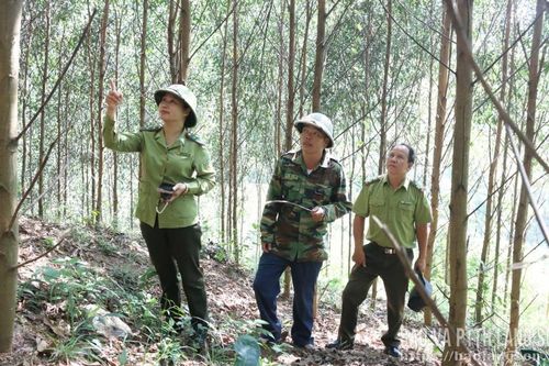 Phát triển rừng bền vững