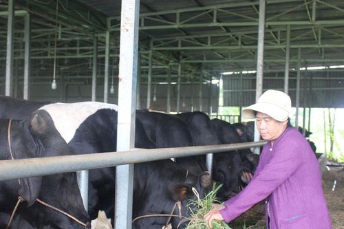 Nuôi bò vỗ béo - 'mắt xích' của nông nghiệp tuần hoàn