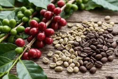 Ngày 3/9: Giá cà phê đồng loạt giảm, hồ tiêu tiếp tục đi ngang