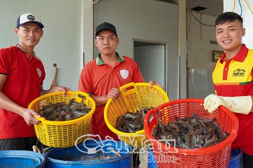 Ðiểm sáng xuất khẩu tôm càng xanh