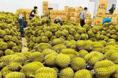 Xuất khẩu rau quả bứt phá, tháo 'điểm nghẽn' để tăng trưởng bền vững
