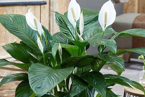 Cây lan ý hợp mệnh gì, trồng cây lan ý ở đâu để tài lộc 'ùn ùn' tới?