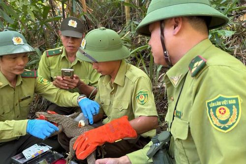 Động vật hoang dã được cứu hộ thế nào trước khi thả về rừng Bạch Mã?