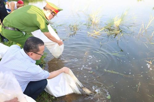 Quảng Ngãi: Thả cá tái tạo nguồn lợi thủy sản trên sông Trà Khúc