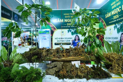 Đà Nẵng đưa Sâm Ngọc Linh lên Sàn giao dịch OCOP trên Grab