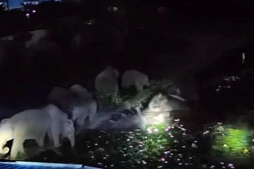 50 con voi hoang dã kéo vào khu dân cư ở Vân Nam, Trung Quốc