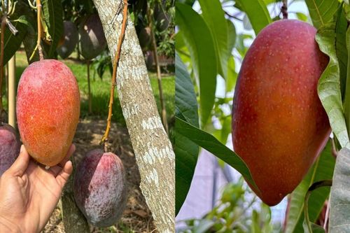 Thuần dưỡng trứng của mặt trời, nông dân TPHCM bán tới 600.000 đồng/quả