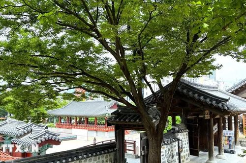 Làng Hanok Namsangol-Không gian văn hóa truyền thống dưới chân núi Namsan