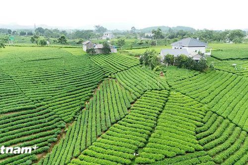 Nâng cao giá trị thương hiệu chè La Bằng của Thái Nguyên