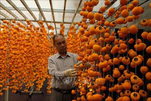 Hợp tác song phương về nông nghiệp công nghệ cao hướng tới đồng sáng tạo
