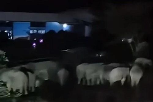 Nhìn ra vườn giữa đêm, cả làng sửng sốt trước cảnh tượng 'đáng sợ'