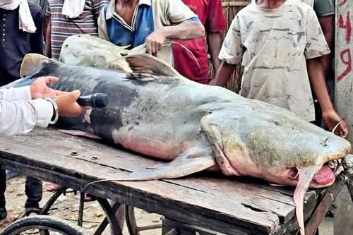 Người dân bắt được con cá khổng lồ nặng 90kg trên sông