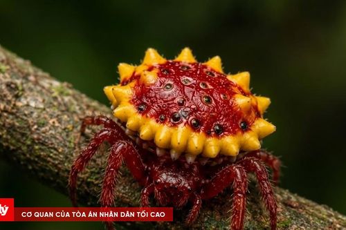'Nhện kẹo mặt trời' kỳ lạ đến khó tin: Sinh vật có thật nhưng vẫn chờ được xác định danh tính