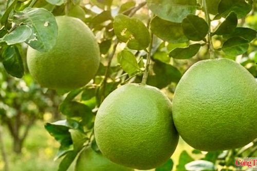 Bưởi Vĩnh Long trước cơ hội gia nhập nhóm nông sản tỷ đô