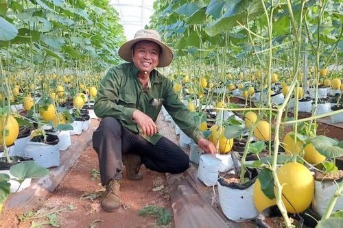 Đưa công nghệ hiện diện trong sản phẩm nông sản chủ lực