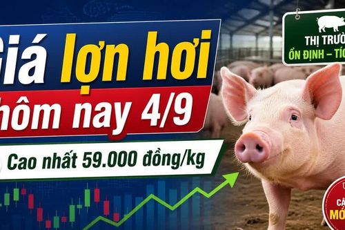 Giá lợn hơi hôm nay 4/9: Thị trường bắt đầu phân hóa sau chuỗi đi ngang