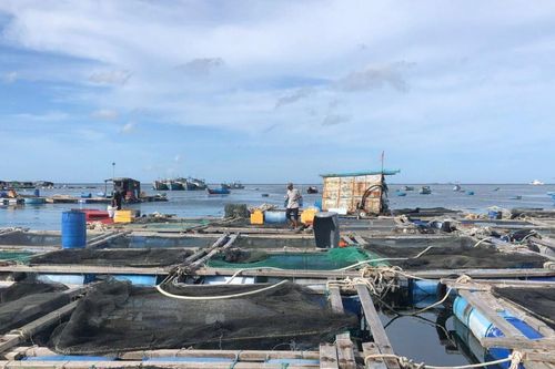 'Áo giáp' mới cho nghề nuôi biển